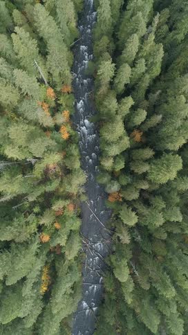 Aerial top view of a fast flowing river surrounded by a dense forest of green fir trees
