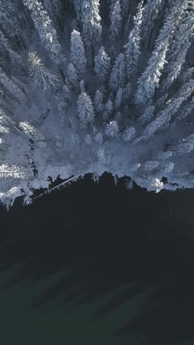 The forest is totally white with frost