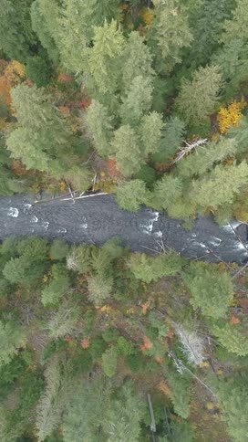 A topdown aerial view shows a river flowing through a dense forest of evergreen trees with small patches of autumn colors