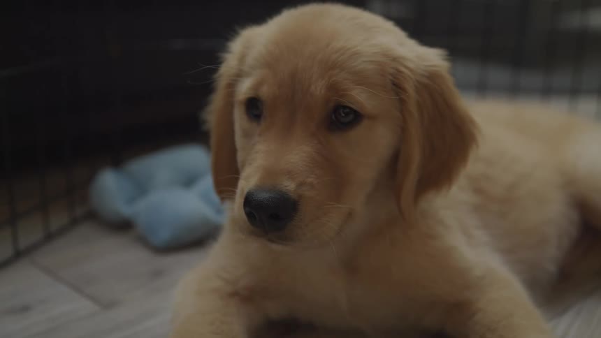 Close up of a golden retriever lying in a cage indoors