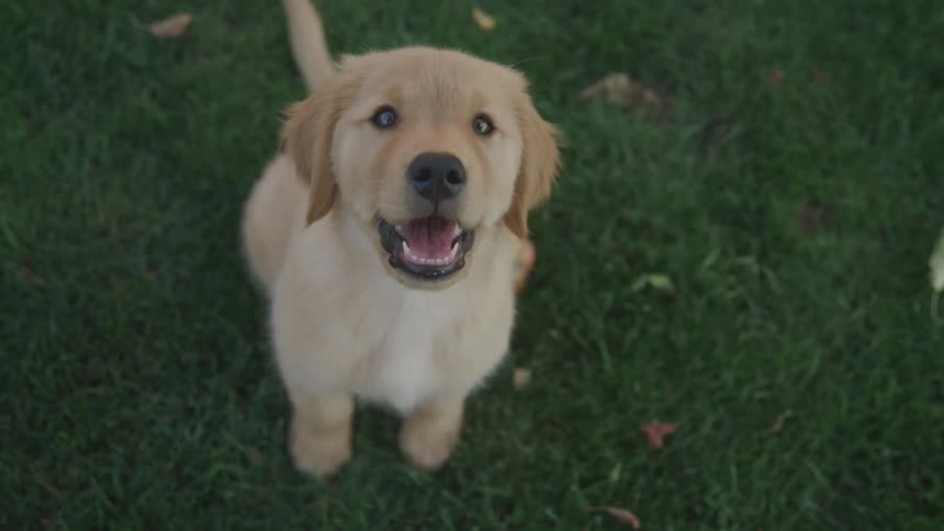 Close up of a golden retriever sitting on a lawn with its mouth open