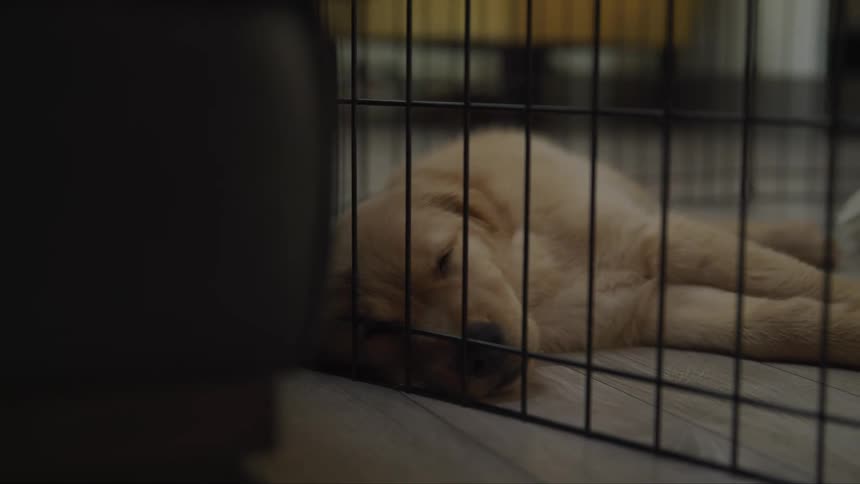 Close up of a golden retriever resting in its cage indoors