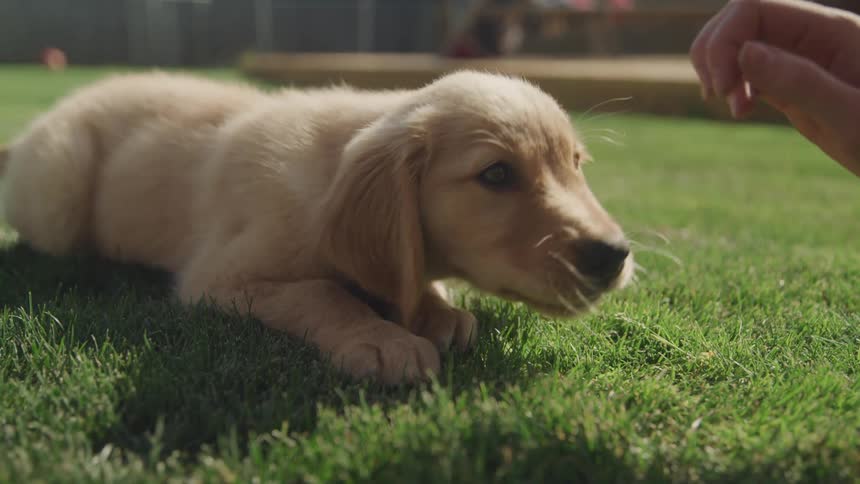 Person walking in treat for a puppy dog