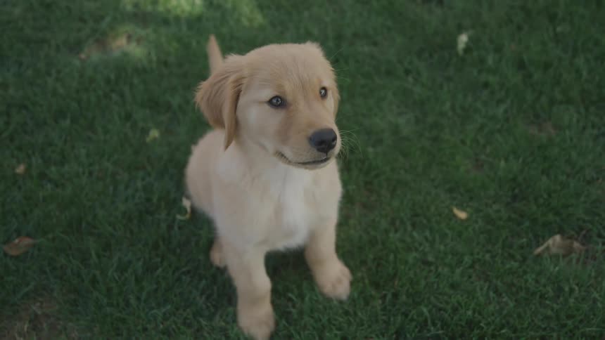 A young labrador retriever sits on the grass