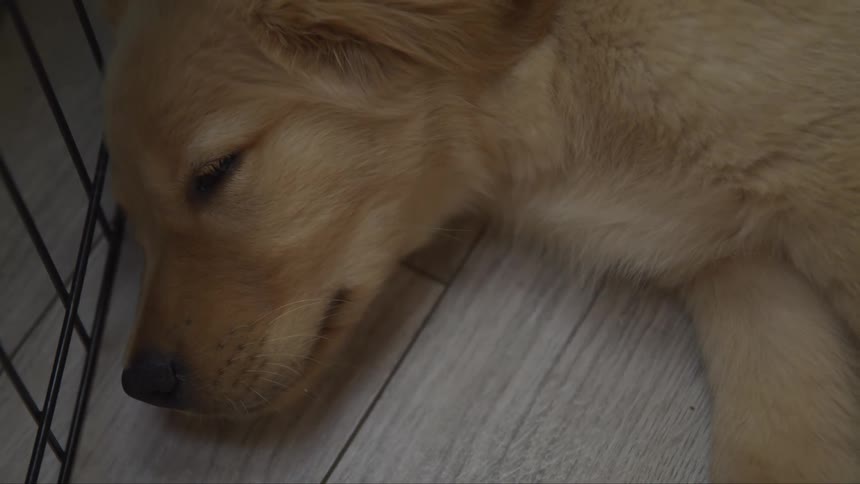 Small dog sleeps on the floor near a metal barrier