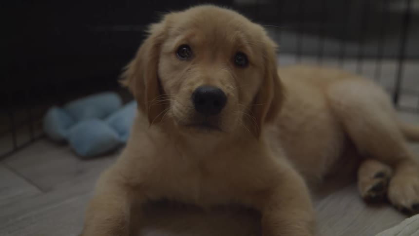 Close up of a golden retriever lying down in a pet cage indoors