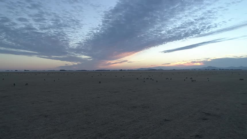 From an aerial view a vast herd of livestock grazes across a wide grass land during a beautiful sunrise or sunset