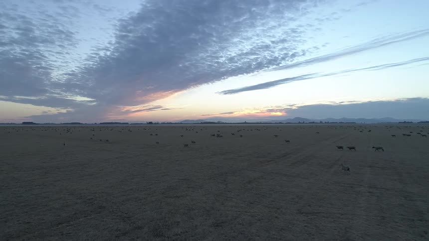 Low aerial view over sheep that are running across a large open unplanted field as the sunsets behind purple clouds on the horizon