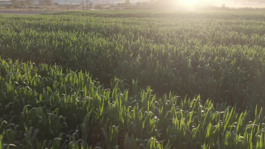 Golden sunlight casts long shadows across a field of tall green crops arranged in neat rows