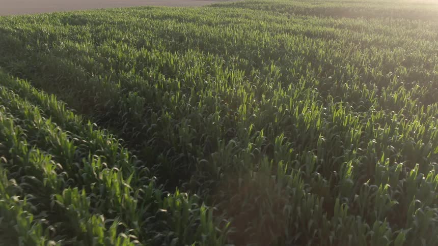 A lush green cornfield stretches across the landscape under soft golden sunlight