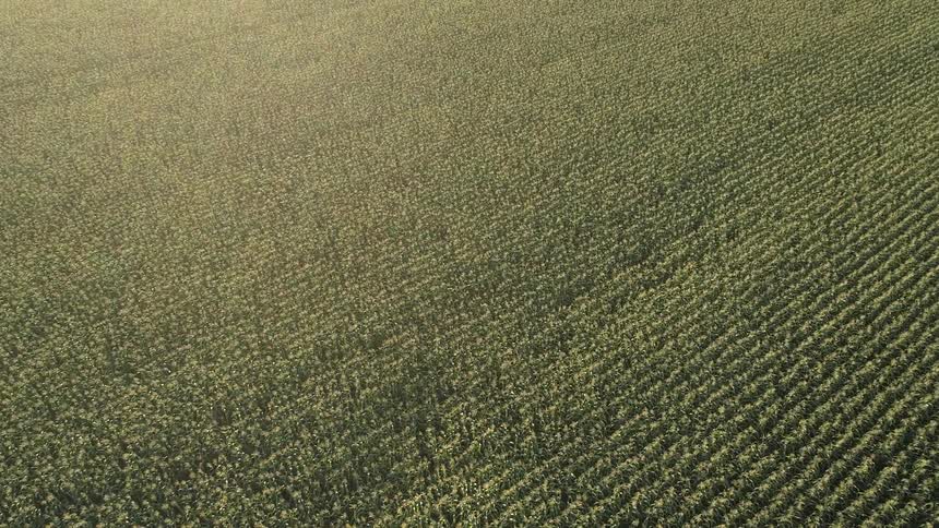Aerial view of a vast neatly planted agricultural field under soft daylight