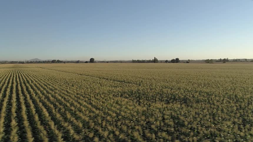 Aerial view of a vast green farmland under clear blue sky