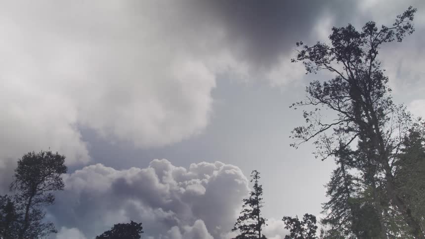Dark storm clouds gather above tall trees under a dramatic sky