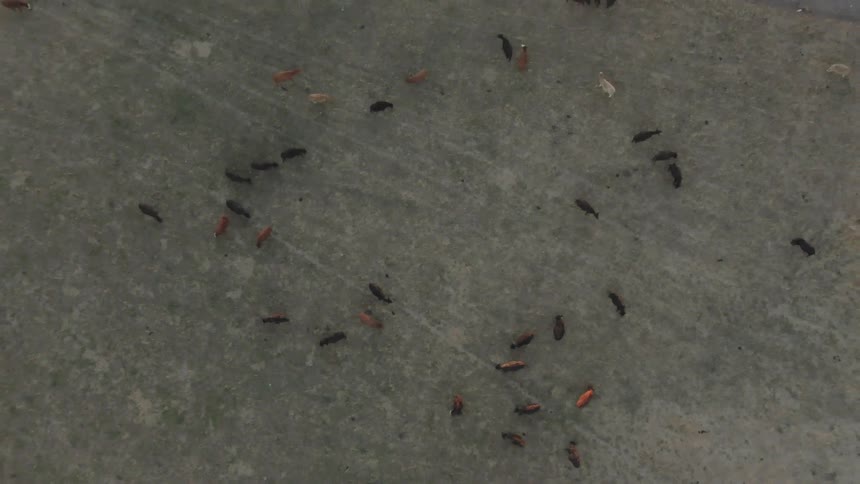 Animals in a gray field