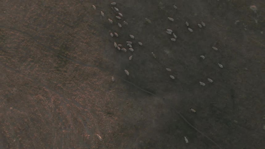 Herd of sheep moves through a field bordering the highway