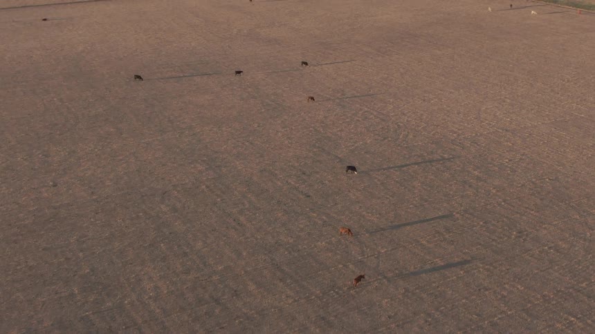 Cows are scattered across a vast dry field casting long shadows during sunset