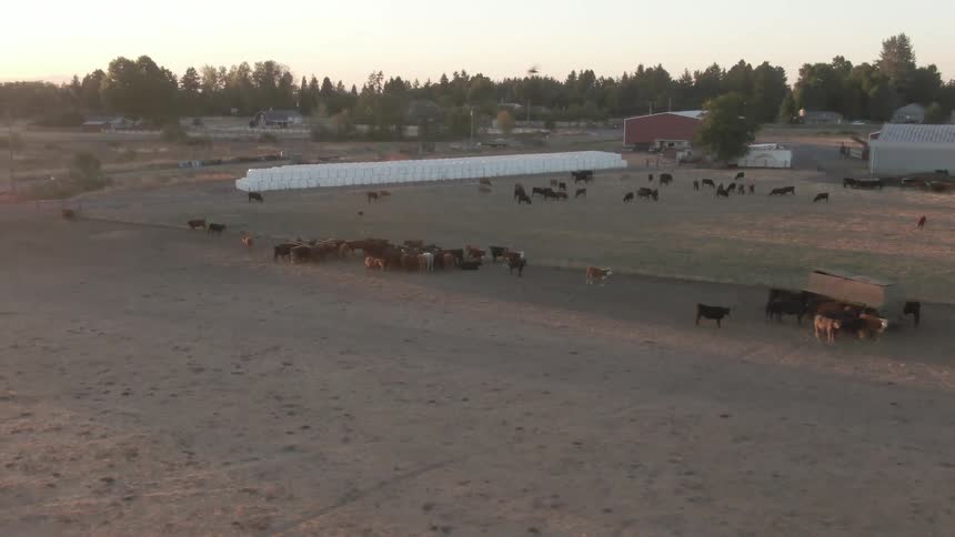 A herd of cattle grazing and gathering in a rural field at sunset near farm buildings