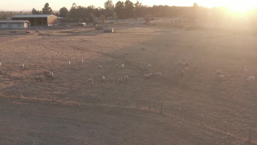 Aerial view of sheep grazing on a dry field during sunrise
