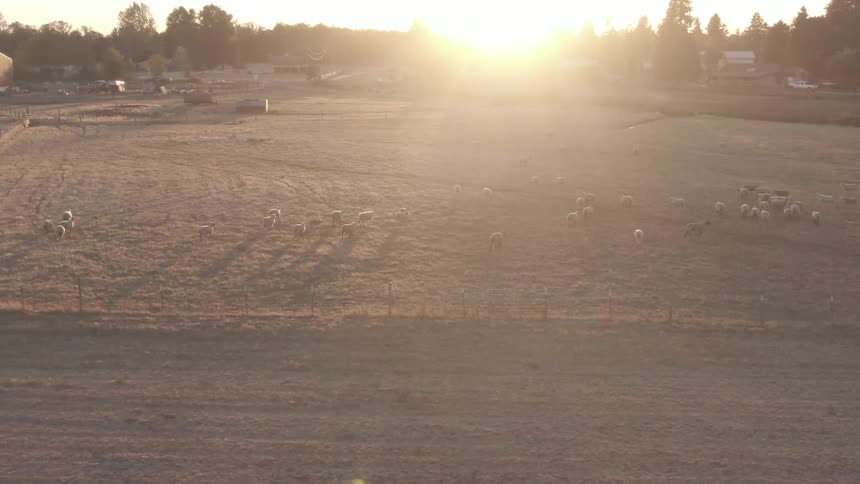 A herd of sheep grazes on a sunlit hillside during sunset with scattered trees and distant buildings in the background
