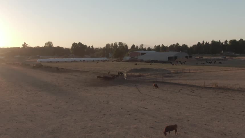 Cattle are grazing across a sunlit dry farm landscape captured from an aerial view at dawn