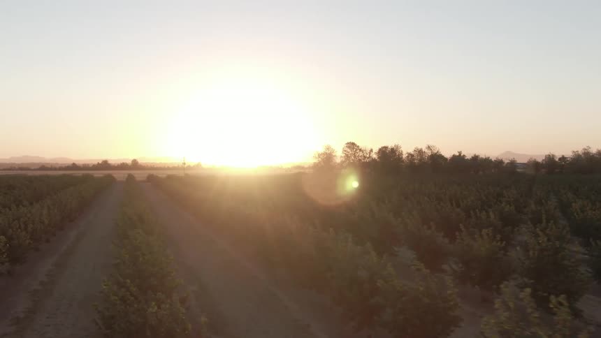 Agricultural field with sunrise on the horizon