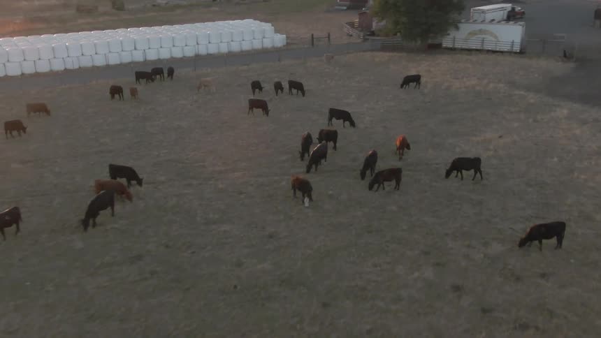 Low aerial view of cows grazing in a pasture near stacked rows of wrapped hay bales and a barn at sunset