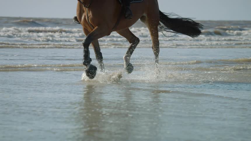 A horse is traveling in the water of a beach