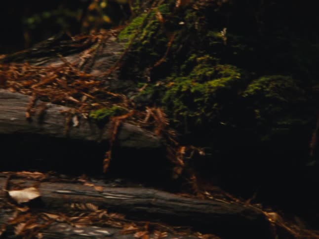 Moss covers the base of the tree