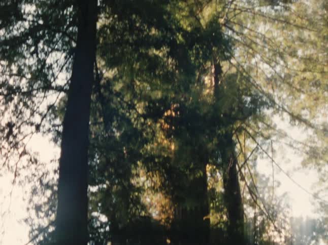 A huge tree with green leaves in a dense forest