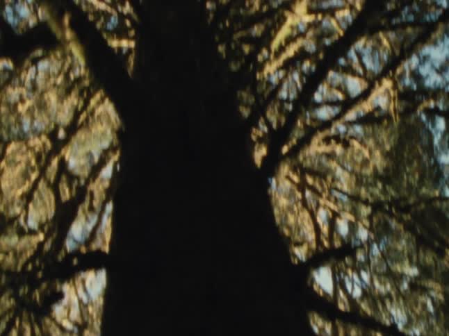 Upward view of a mossy trunk on a large tree