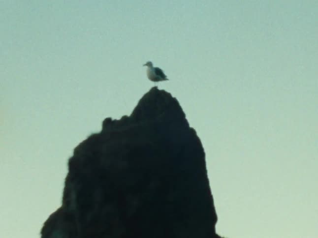 Bird on the peak of a rock by the sea