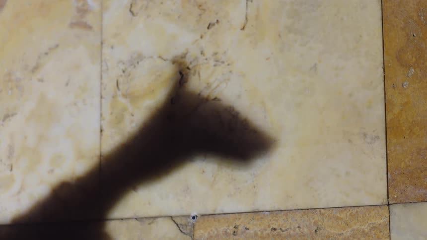 Person manipulates a hand to create a shadow puppet on the tiled wall