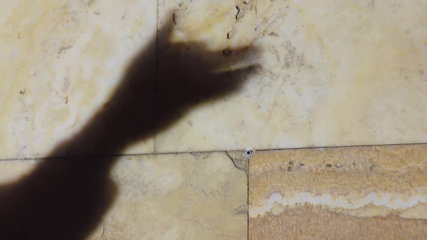 A person is doing shadow puppets on the wall