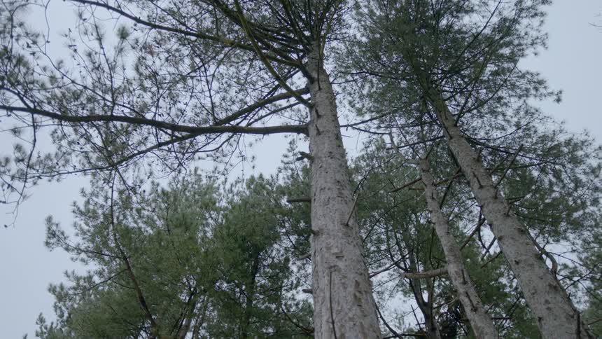 Tall trees fill the cloudy sky