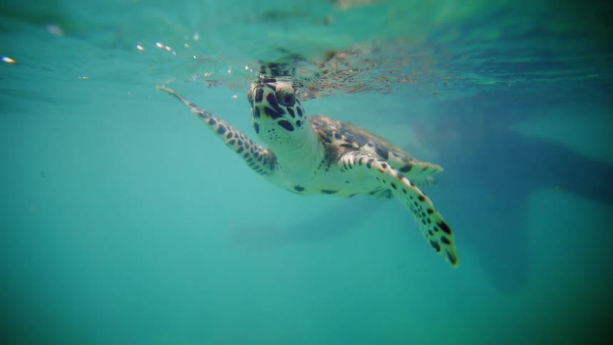 Diver follows a sea turtle as it swims underwater and briefly surfacing