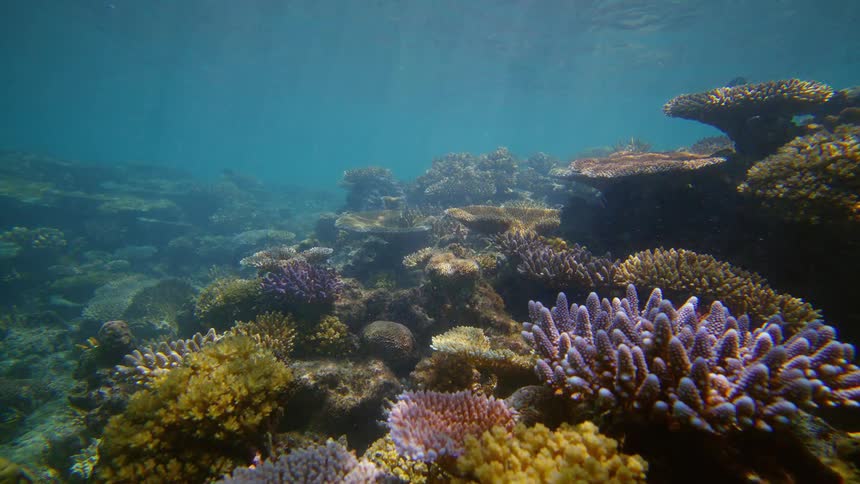 A vibrant and diverse coral reef thrives underwater showcasing various colorful coral formations under clear blue water