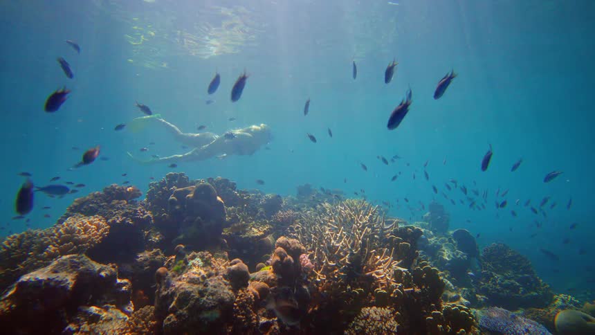 Woman snorkels above a coral reef while fish swim by