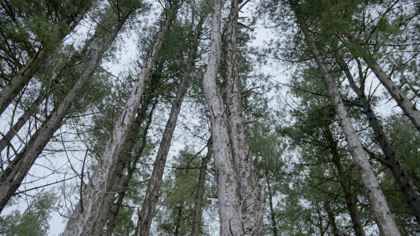 Tall, thin trees against the sky