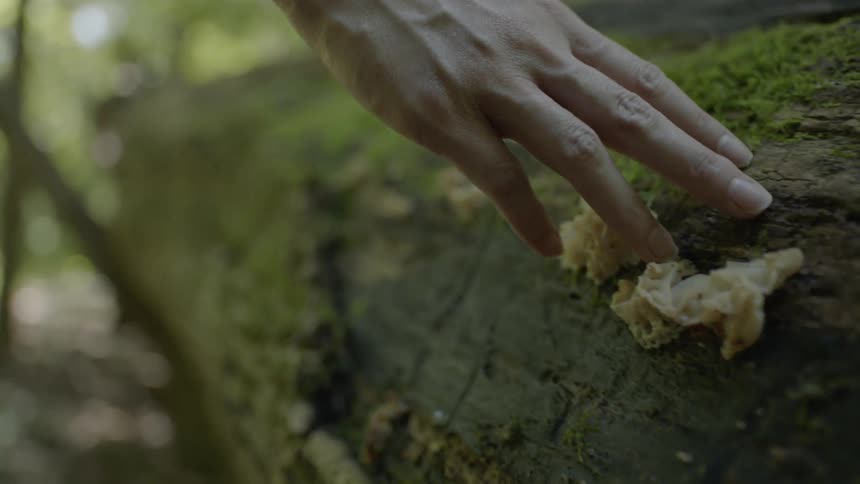 A man's hand runs across a moss-covered log