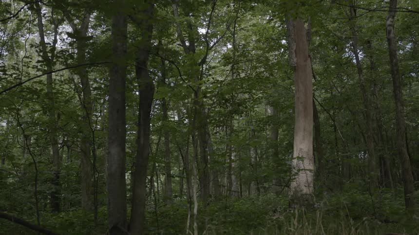 Trees in a forest stand in shadow