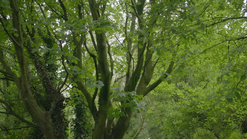The wind blows the leaves of this large tree
