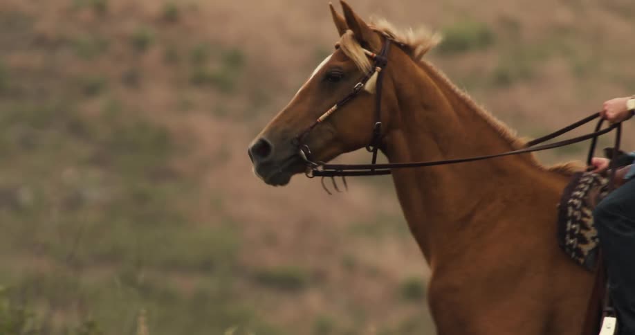 A man riding a horse in the countryside field