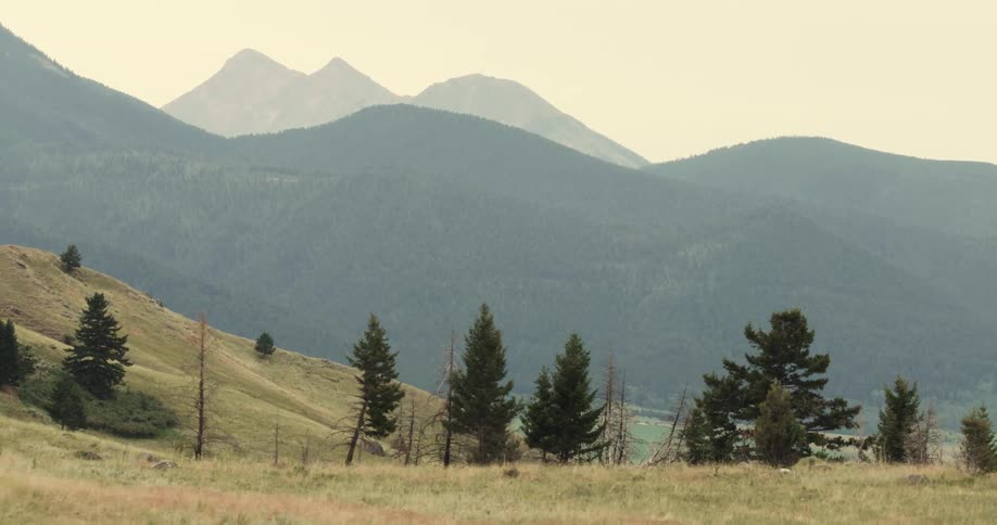 A scenic view shows a grassy meadow and pine trees in the foreground with layers of hazy treecovered mountains rising in the background