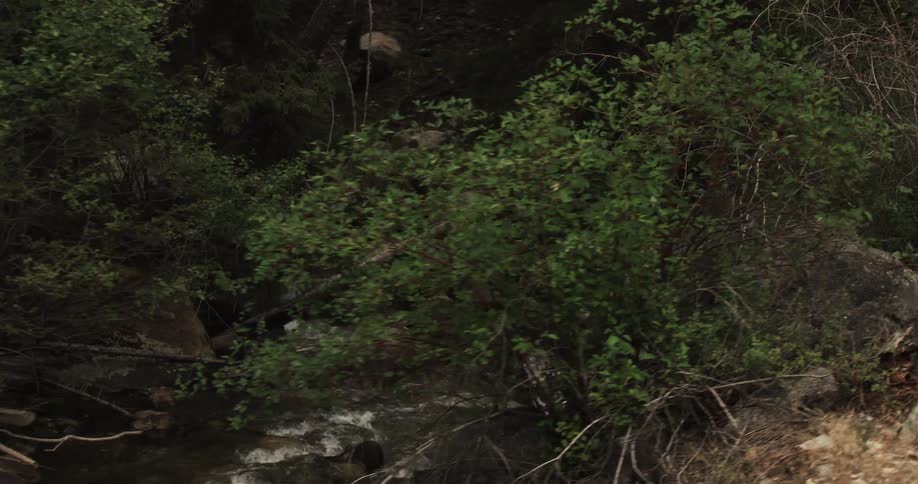 A quiet stream flows through a densely wooded area surrounded by rocks and lush green foliage