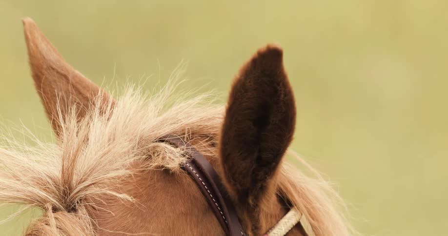The top of a horses head focusing on its ears
