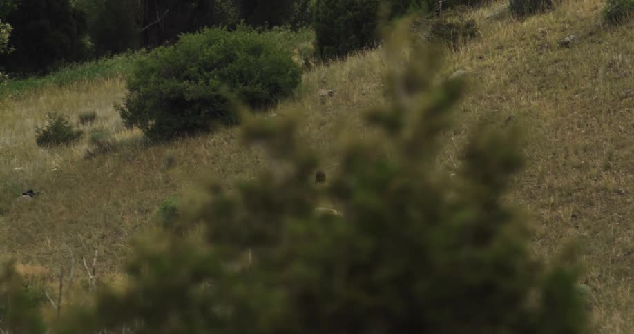 A man riding a horse in a field