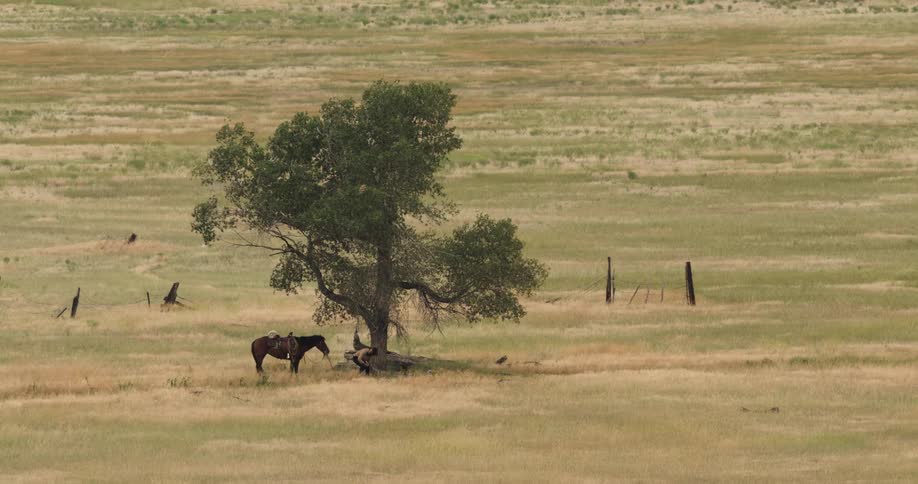 A person and a horse rest under a lone tree in the middle of a vast dry grassland