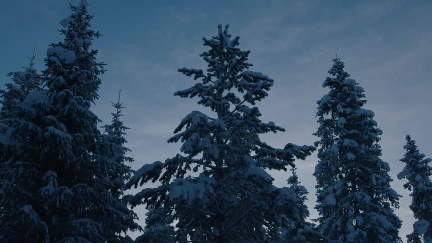 Snowcovered pine trees stand tall against a dusky sky in a winter forest