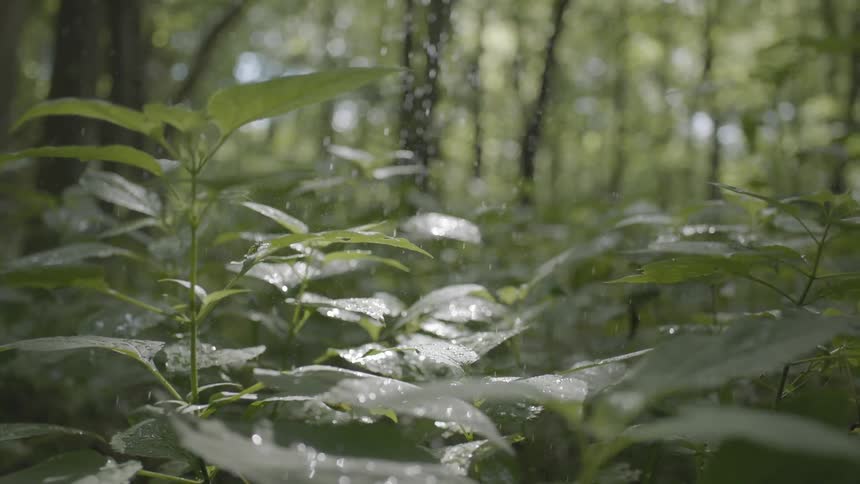 Water drops fall onto bush leaves in a forest
