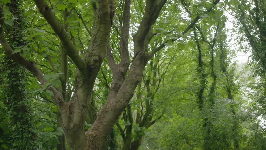 A path in a lush green forest